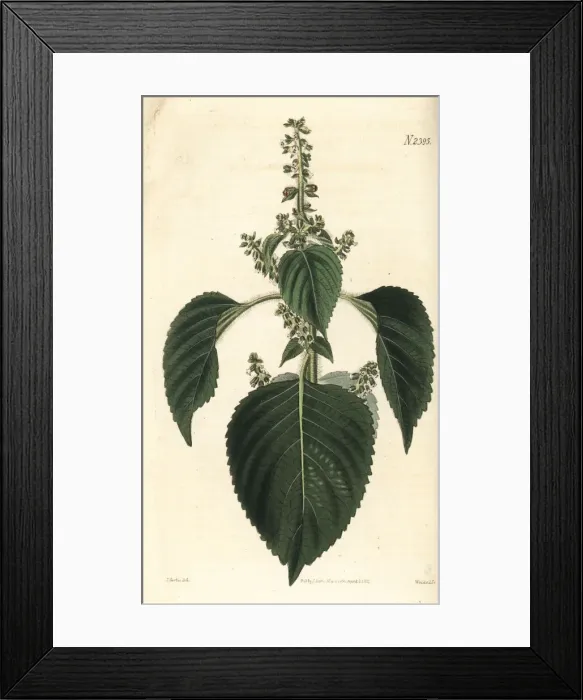 Framed Print : Perilla, shiso or jasoyup, Perilla frutescens Framed Print : Perilla, shiso or jasoyup, Perilla frutescens