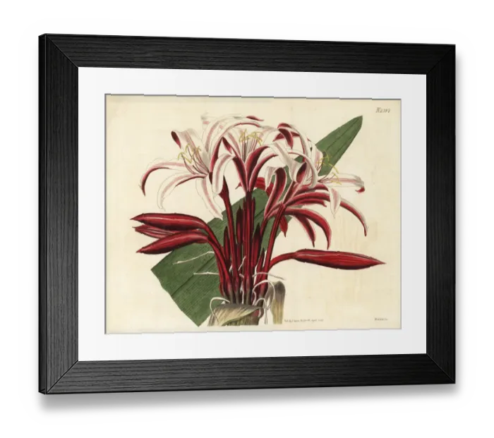Framed Print : Spider lily, Crinum amabile Framed Print : Spider lily, Crinum amabile
