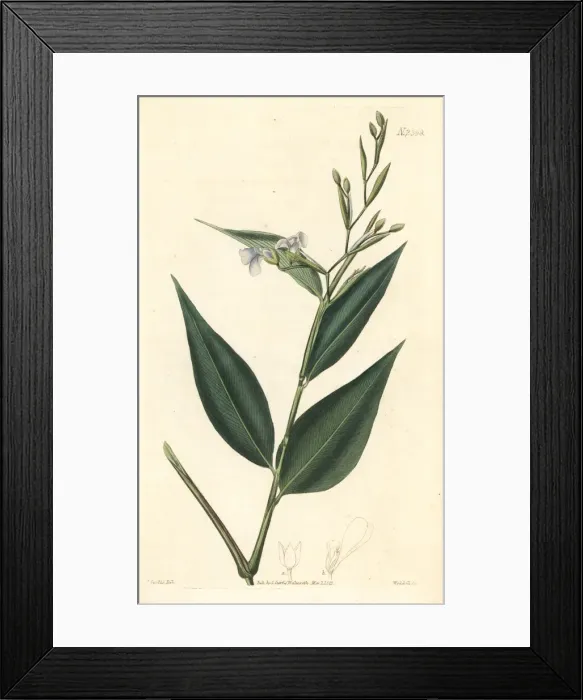 Framed Print : Prayer plant, Stromanthe tonckat Framed Print : Prayer plant, Stromanthe tonckat