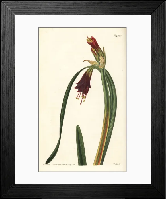 Framed Print : Phycella cyrtanthoides Framed Print : Phycella cyrtanthoides