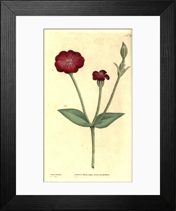 Framed Print : Rose campion, Silene coronaria Framed Print : Rose campion, Silene coronaria