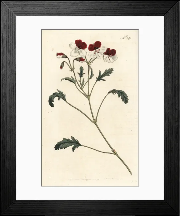 Framed Print : Three-coloured crane s-bill, Pelargonium tricolor Framed Print : Three-coloured crane s-bill, Pelargonium tricolor