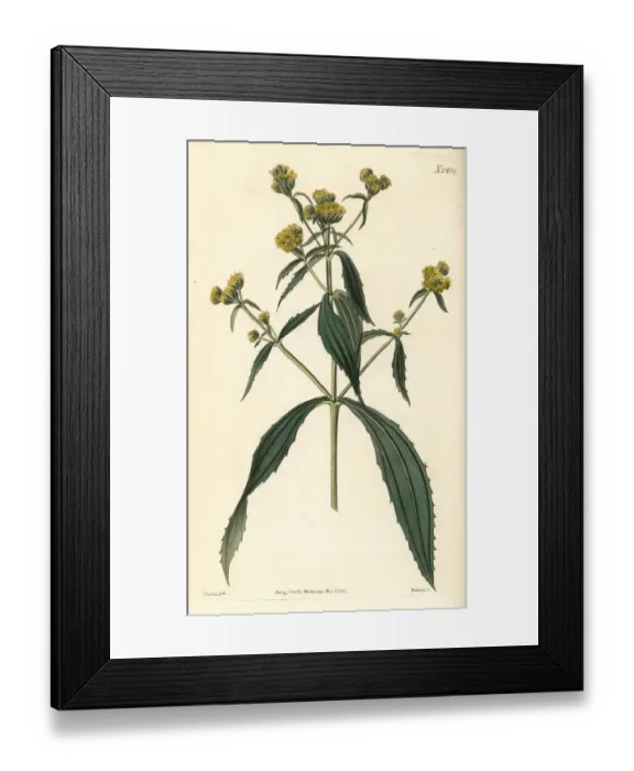 Framed Print : Yellowtops, Flaveria bidentis Framed Print : Yellowtops, Flaveria bidentis