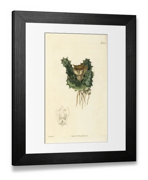 Framed Print : Huernia barbata Framed Print : Huernia barbata