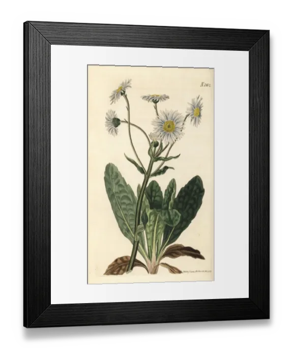 Framed Print : Robins plantain, Erigeron pulchellus Framed Print : Robins plantain, Erigeron pulchellus
