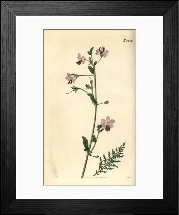 Framed Print : Poor-mans orchid or wing-leaved schizanthus Framed Print : Poor-mans orchid or wing-leaved schizanthus