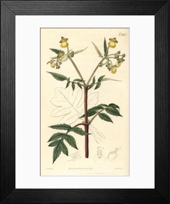 Framed Print : Splitleaf slipperwort, Calceolaria tripartita Framed Print : Splitleaf slipperwort, Calceolaria tripartita