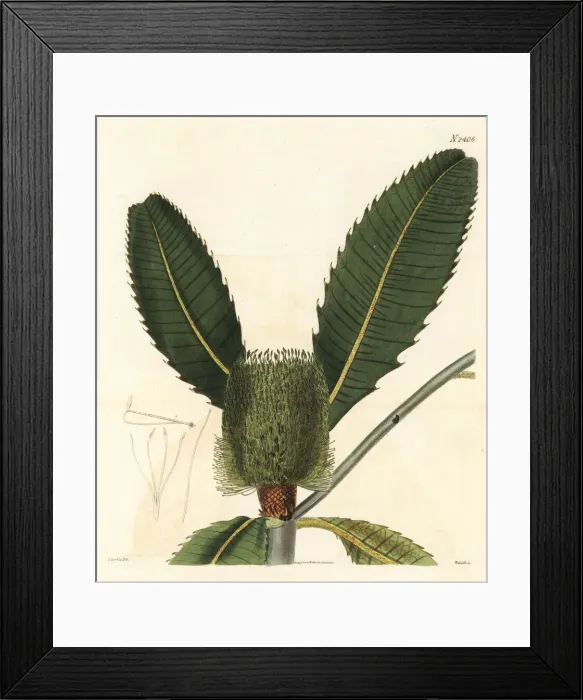 Framed Print : Swamp banksia, Banksia robur Framed Print : Swamp banksia, Banksia robur