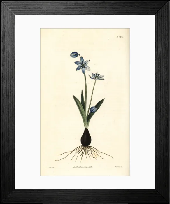 Framed Print : Siberian squill or wood squill, Scilla siberica Framed Print : Siberian squill or wood squill, Scilla siberica