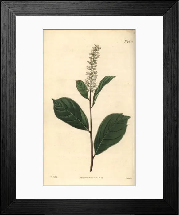 Framed Print : Swamp titi, Cyrilla racemiflora Framed Print : Swamp titi, Cyrilla racemiflora
