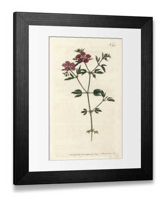 Framed Print : Cretian fagonia, Fagonia cretica Framed Print : Cretian fagonia, Fagonia cretica