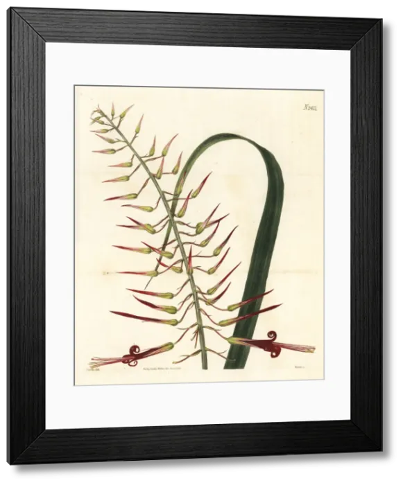 Framed Print : Long-stamened pitcairnia, Pitcairnia staminea Framed Print : Long-stamened pitcairnia, Pitcairnia staminea