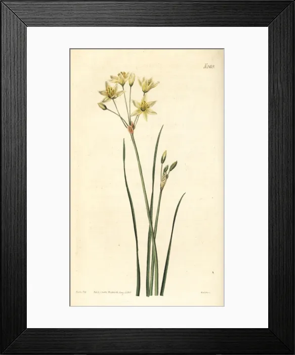 Framed Print : St Bernards lily, Anthericum liliago Framed Print : St Bernards lily, Anthericum liliago