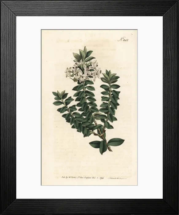 Framed Print : Cross-leav d speedwell, Veronica decussata Framed Print : Cross-leav d speedwell, Veronica decussata