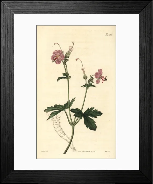 Framed Print : Bulgarian geranium, Geranium macrorrhizum Framed Print : Bulgarian geranium, Geranium macrorrhizum
