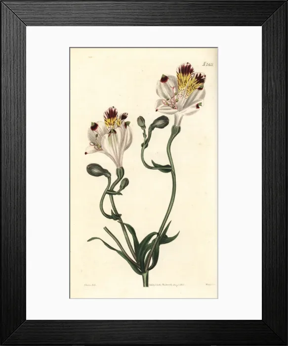 Framed Print : Fair alstroemeria, Alstroemeria pulchra Framed Print : Fair alstroemeria, Alstroemeria pulchra