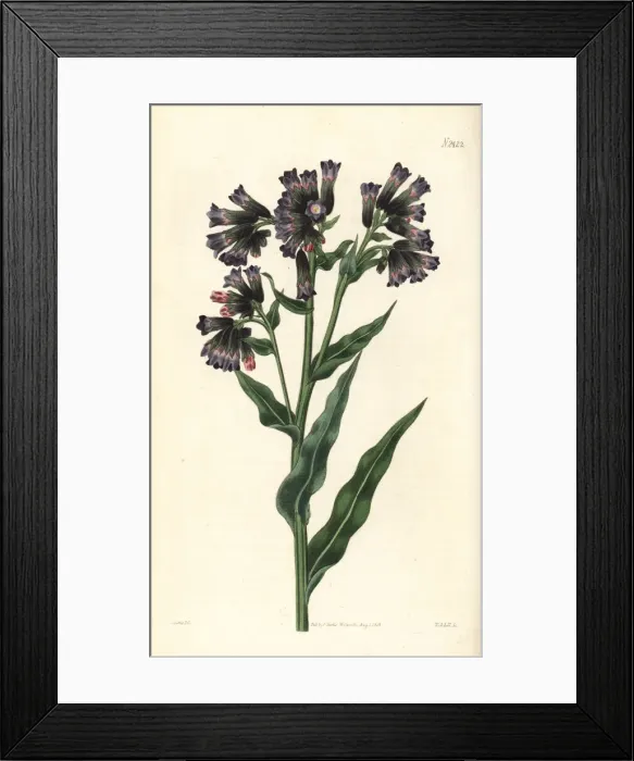 Framed Print : Soft lungwort, Pulmonaria mollis Framed Print : Soft lungwort, Pulmonaria mollis