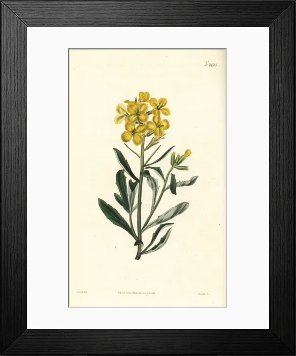 Framed Print : Smelly wallflower, Erysimum odoratum Framed Print : Smelly wallflower, Erysimum odoratum