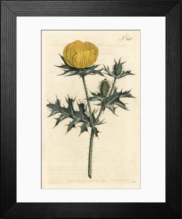 Framed Print : Mexican argemone or prickly poppy, Argemone mexicana Framed Print : Mexican argemone or prickly poppy, Argemone mexicana