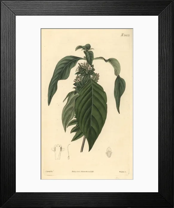 Framed Print : Himalayan ruellia, Phaulopsis imbricata Framed Print : Himalayan ruellia, Phaulopsis imbricata