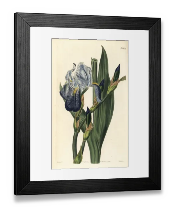 Framed Print : Hornemans iris, Iris germanica Framed Print : Hornemans iris, Iris germanica