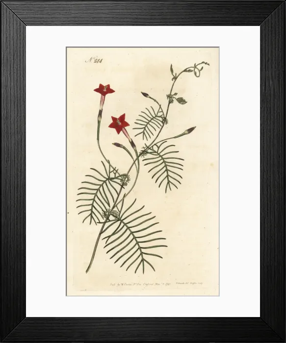 Framed Print : Cypress vine, Ipomoea quamoclit Framed Print : Cypress vine, Ipomoea quamoclit