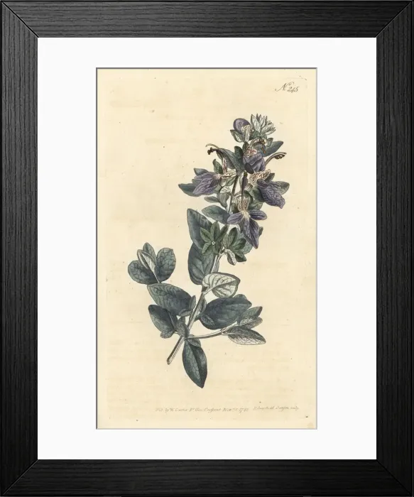 Framed Print : Broad-leav d shrubby germander, Teucrium fruticans Framed Print : Broad-leav d shrubby germander, Teucrium fruticans