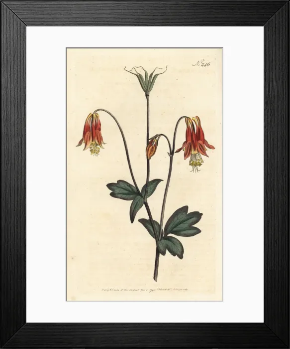 Framed Print : Canadian columbine, Aquilegia canadensis Framed Print : Canadian columbine, Aquilegia canadensis