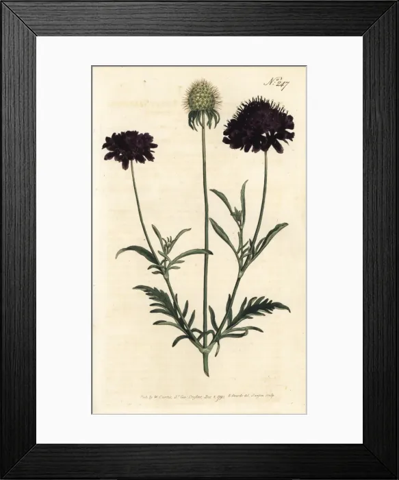 Framed Print : Sweet scabious, Scabiosa atropurpurea Framed Print : Sweet scabious, Scabiosa atropurpurea
