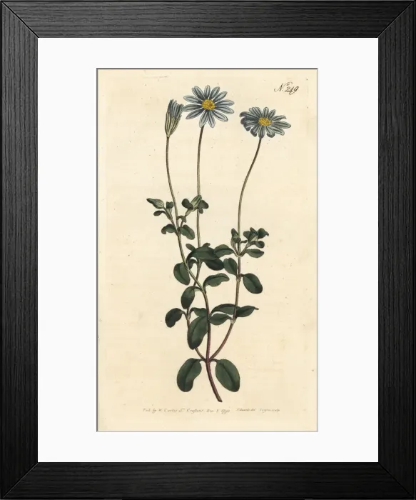 Framed Print : Blue daisy, Felicia amelloides Framed Print : Blue daisy, Felicia amelloides