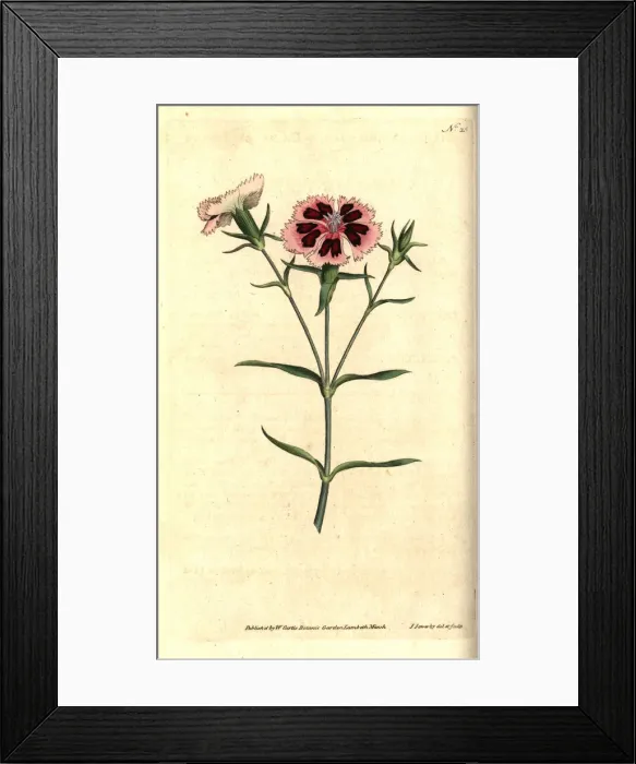 Framed Print : China pink or Indian pink, Dianthus chinensis Framed Print : China pink or Indian pink, Dianthus chinensis