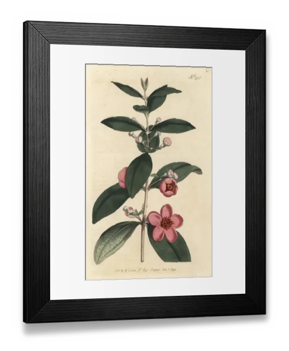 Framed Print : Rose myrtle, Rhodomyrtus tomentosa Framed Print : Rose myrtle, Rhodomyrtus tomentosa