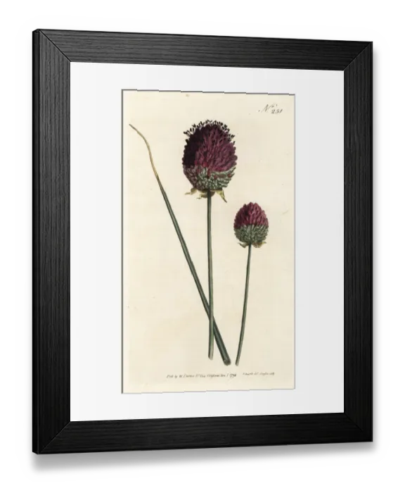 Framed Print : Round-headed garlic, Allium sphaerocephalon Framed Print : Round-headed garlic, Allium sphaerocephalon