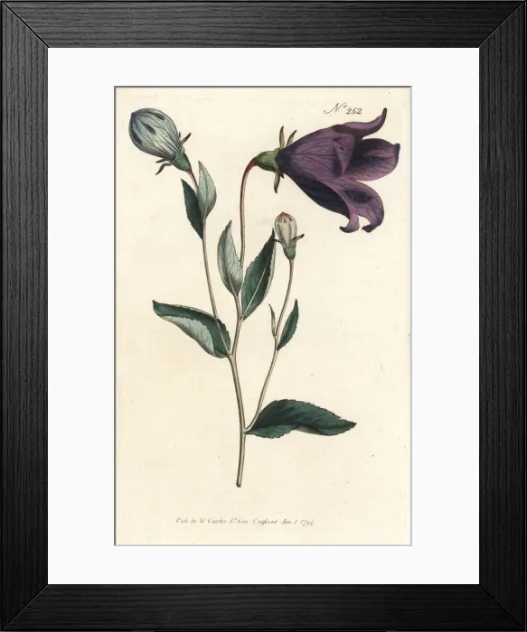 Framed Print : Balloon flower, Platycodon grandiflorus Framed Print : Balloon flower, Platycodon grandiflorus