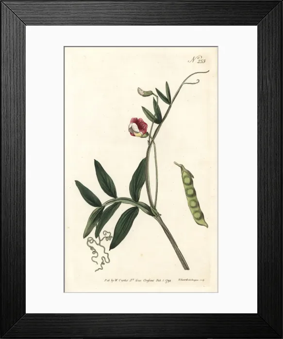 Framed Print : Spanish vetchling, Lathyrus clymenum