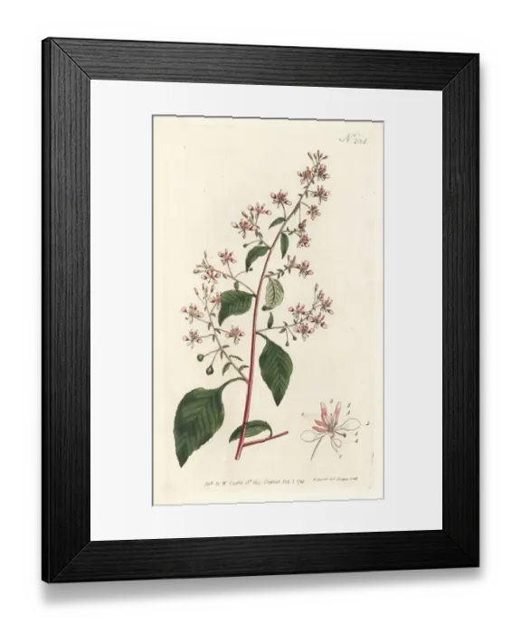 Framed Print : Mosquito flower or Mexican lopezia, Lopezia racemosa Framed Print : Mosquito flower or Mexican lopezia, Lopezia racemosa
