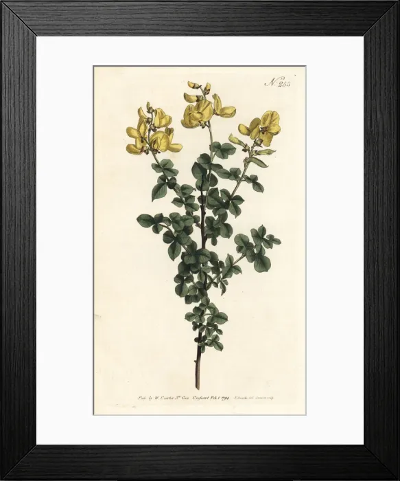 Framed Print : Cytisophyllum sessilifolium Framed Print : Cytisophyllum sessilifolium
