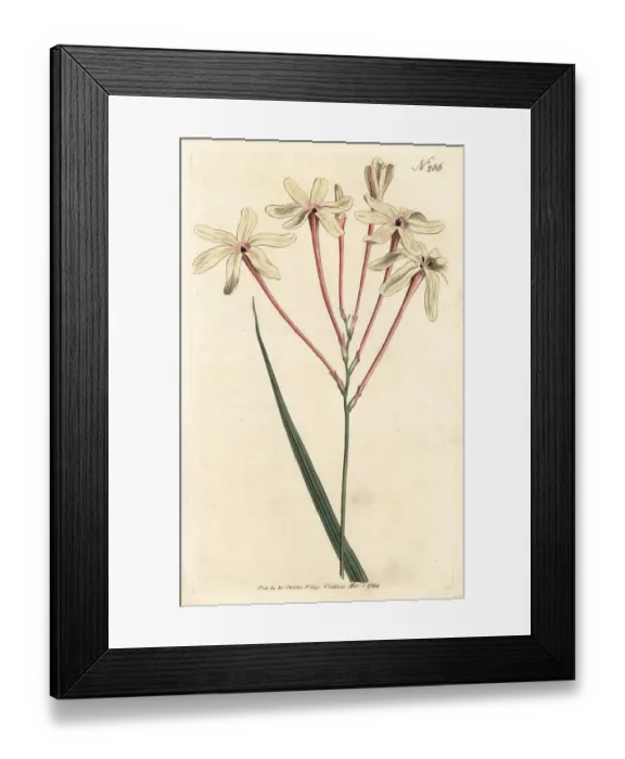 Framed Print : Long-tubed ixia, Ixia paniculata Framed Print : Long-tubed ixia, Ixia paniculata