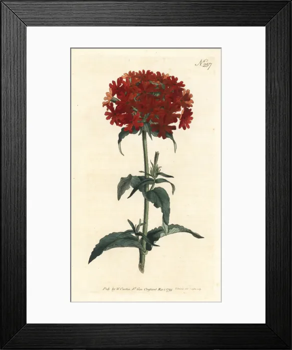 Framed Print : Burning love, Silene chalcedonica Framed Print : Burning love, Silene chalcedonica