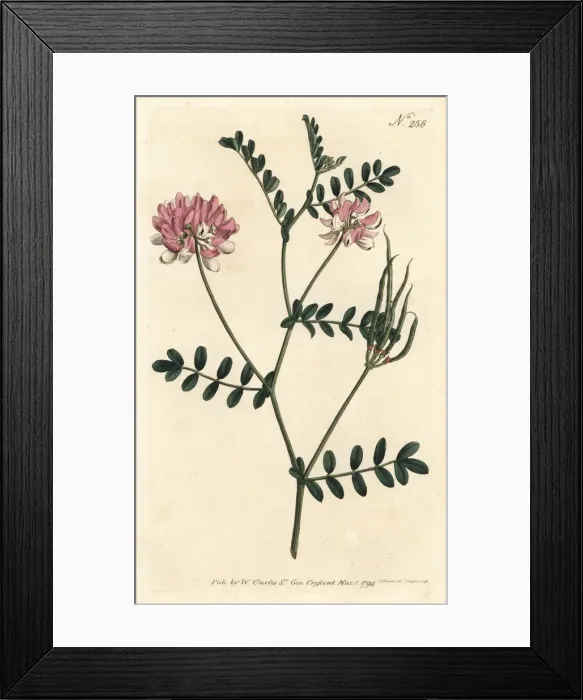 Framed Print : Purple crown vetch, Securigera varia Framed Print : Purple crown vetch, Securigera varia