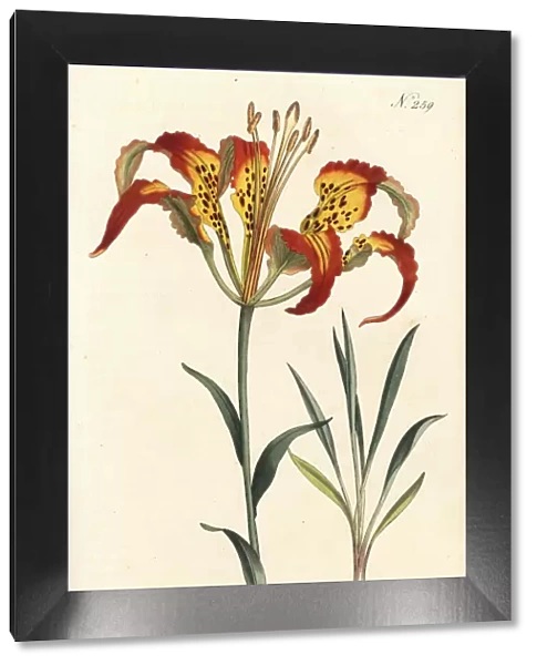 Catesbys lily or tiger lily, Lilium catesbaei