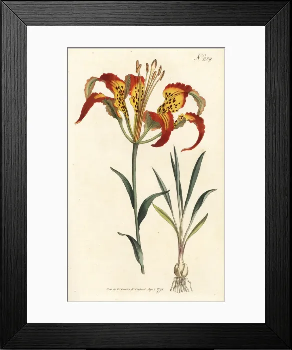 Framed Print : Catesbys lily or tiger lily, Lilium catesbaei Framed Print : Catesbys lily or tiger lily, Lilium catesbaei