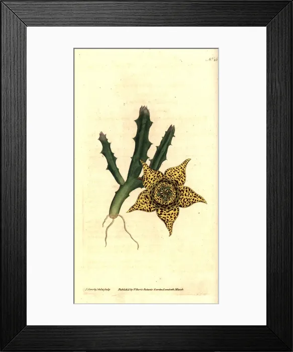 Framed Print : Orbea variegata Framed Print : Orbea variegata