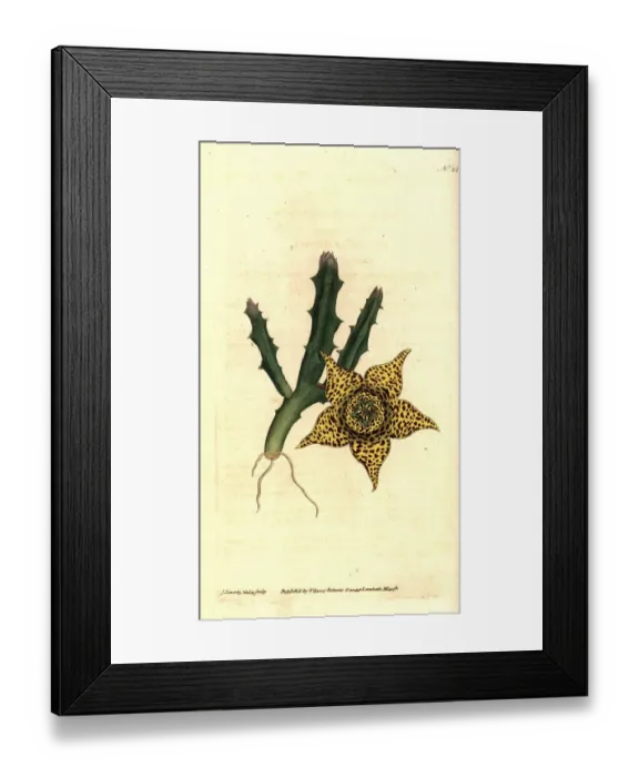 Framed Print : Orbea variegata Framed Print : Orbea variegata