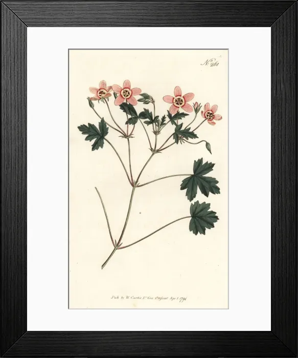 Framed Print : Flesh-colour d crane s-bill, Erodium incarnatum Framed Print : Flesh-colour d crane s-bill, Erodium incarnatum
