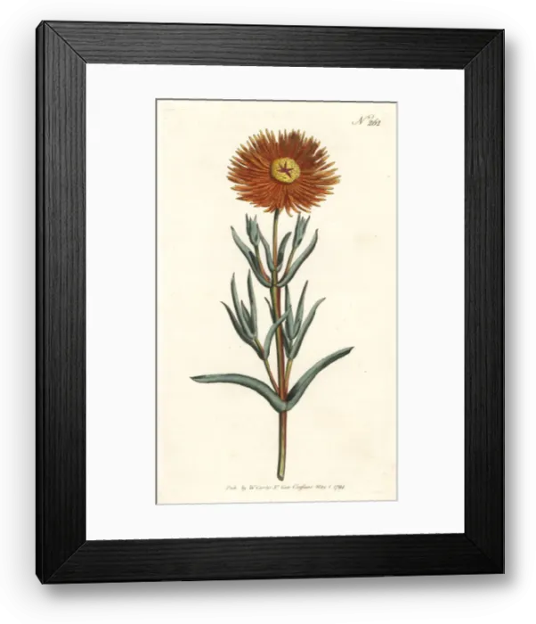 Framed Print : Golden fig-marigold, Mesembryanthemum aureum Framed Print : Golden fig-marigold, Mesembryanthemum aureum