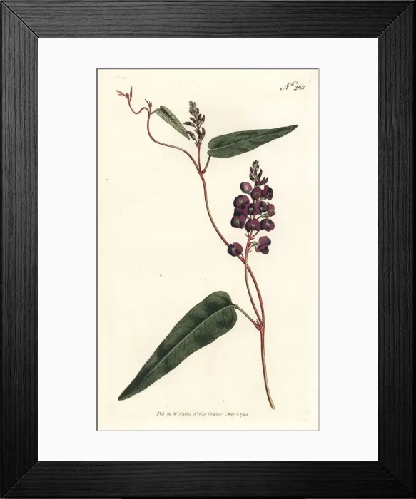 Framed Print : Caulinia bimaculata Framed Print : Caulinia bimaculata