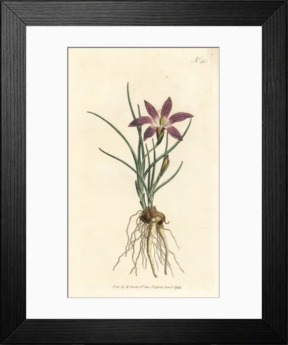 Framed Print : Romulea bulbocodium Framed Print : Romulea bulbocodium