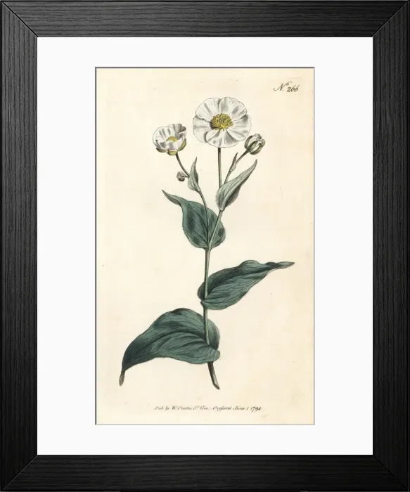Framed Print : Clasping buttercup, Ranunculus amplexicaulis Framed Print : Clasping buttercup, Ranunculus amplexicaulis