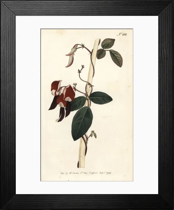Framed Print : Dusky coral pea, Kennedia rubicunda Framed Print : Dusky coral pea, Kennedia rubicunda
